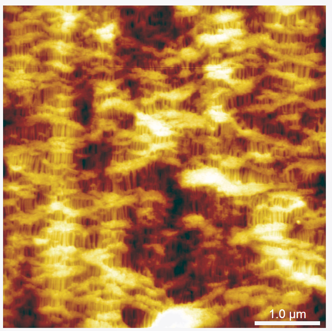 Fluid AFM using ScanAsyst mode on celgard sample