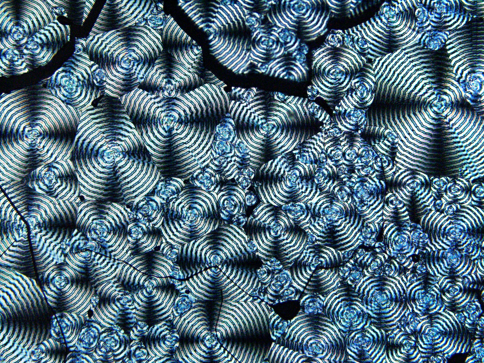 Polyhydroxyaalkanoates (PHAs) crystallization picture captured by Olympus BX51 microscope. A hot stage is used to melt PHA, and is then slowly cooled to obtain a crystalline structure.