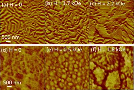 MFM images measured at various field for NiMnGa (a-c) and NiMnIn (d-f).