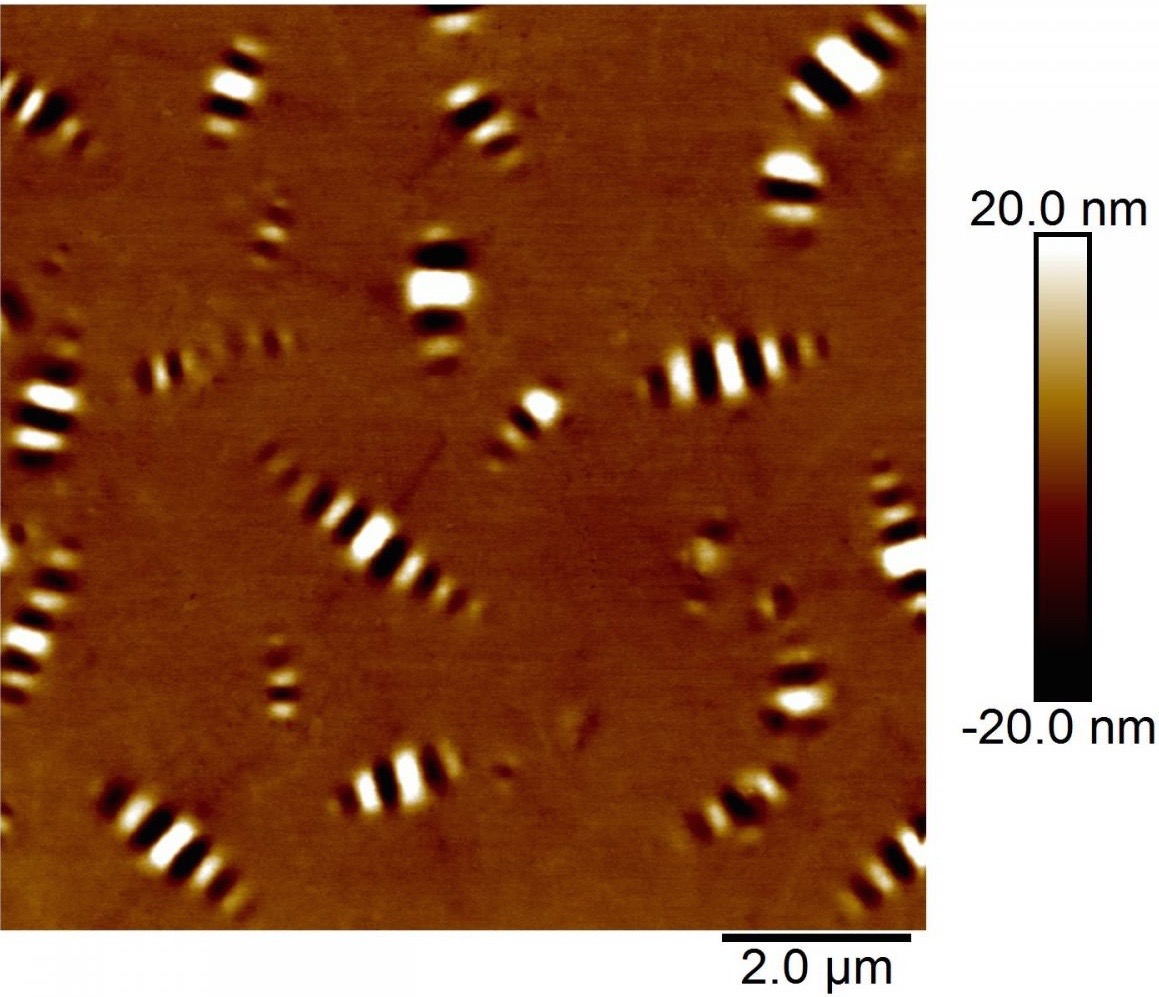 10 x 10 µm topographic image of a virgin asphat binder show the beelike structure.